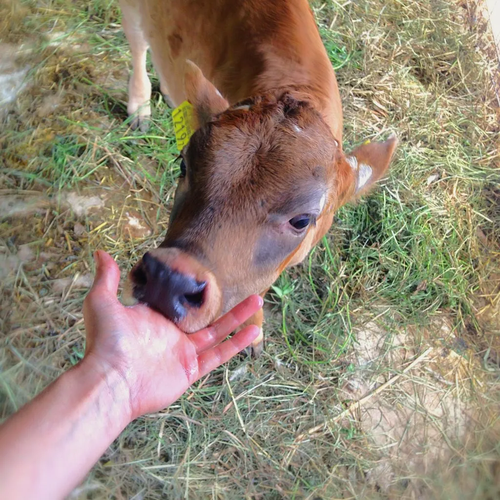 Encountering nature on Okinawa main island