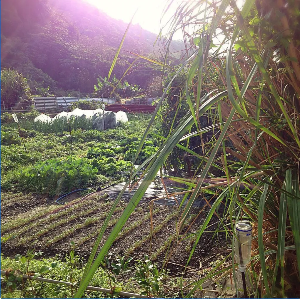 Farm field in Ōgimi Village, Okinawa main island