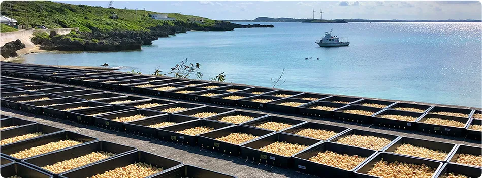 Drying the seeds in the Ikema sun