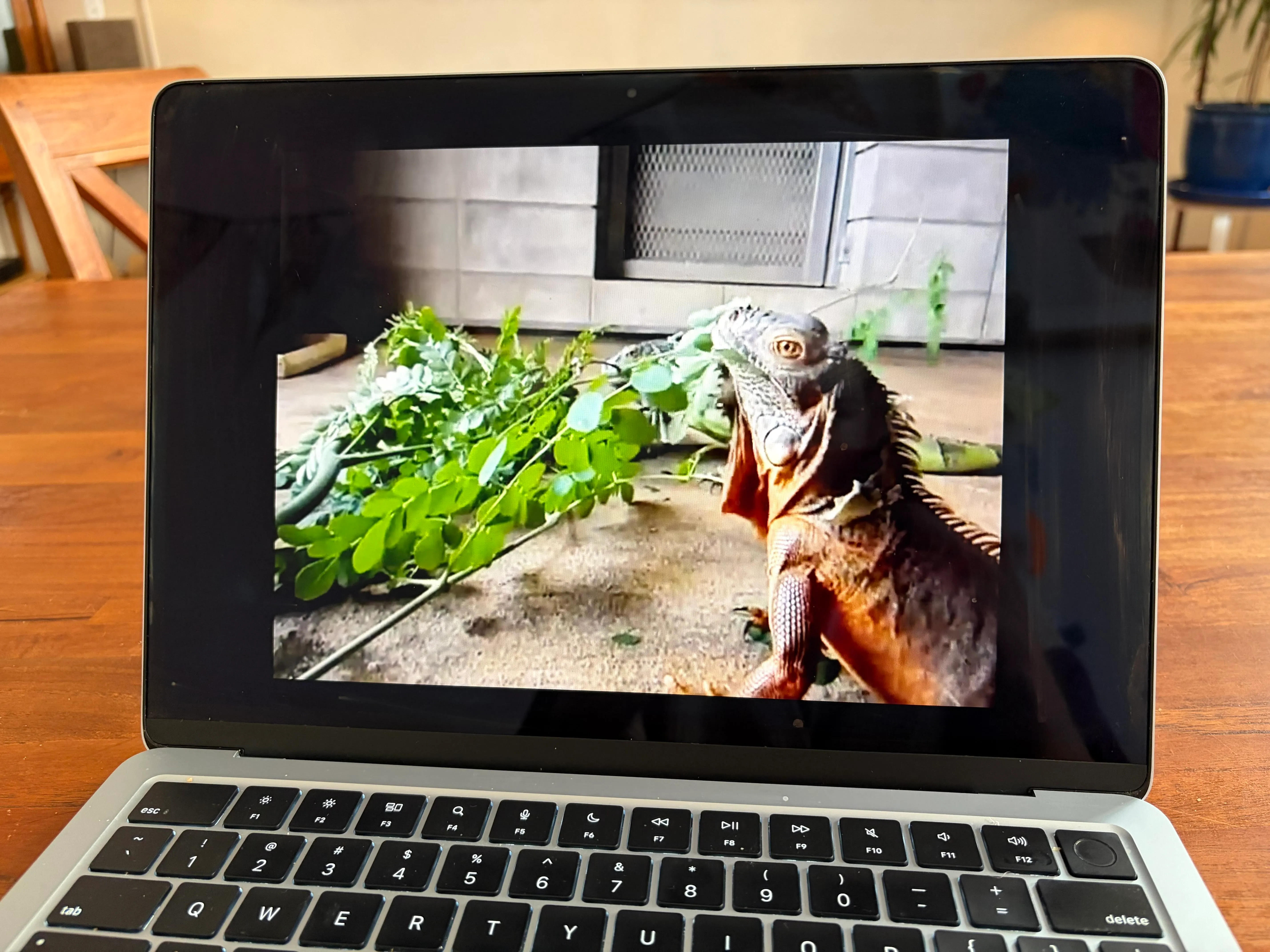 Two green iguanas eating moringa leaves