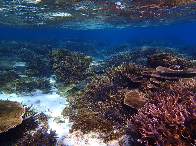 How the Miyako coral reefs looked like in 2015