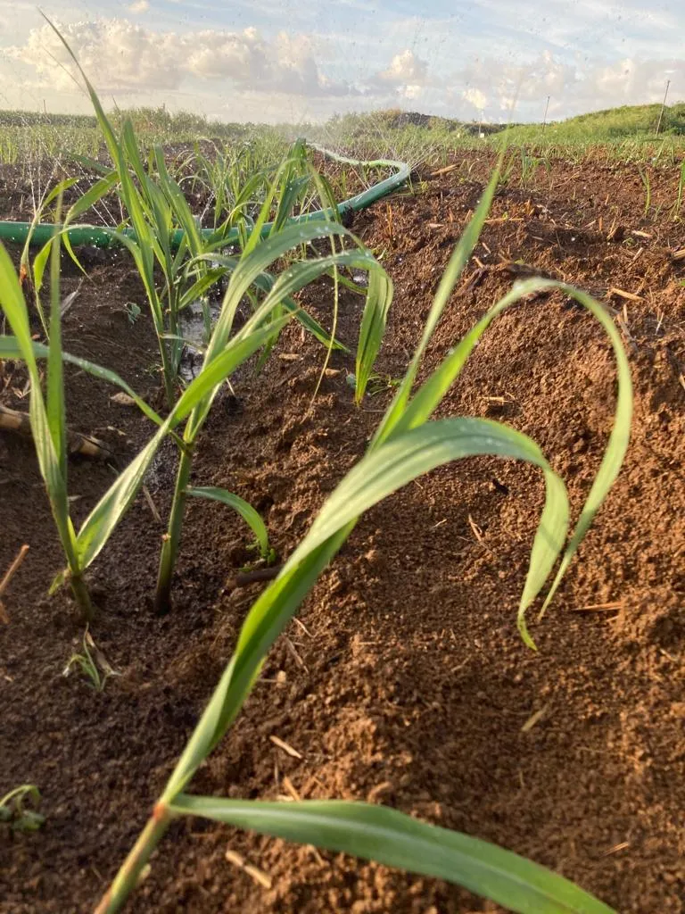 Sugarcane growing on Miyakojima